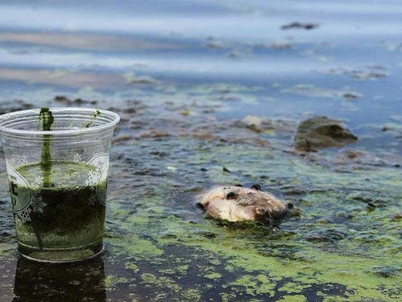 水質(zhì)生物毒性檢測儀可以測定工業(yè)排放污水嗎 水質(zhì)生物毒性檢測儀可以測定工業(yè)排放污水嗎