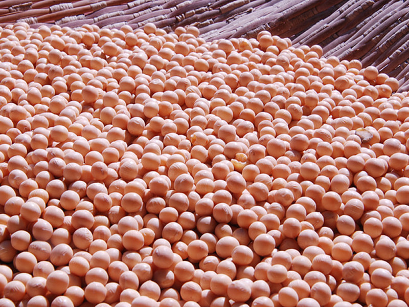 大豆黃曲霉素怎么測