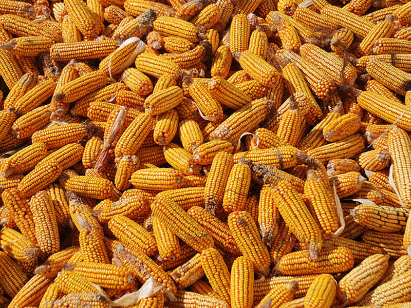 嘔吐毒素檢測方法