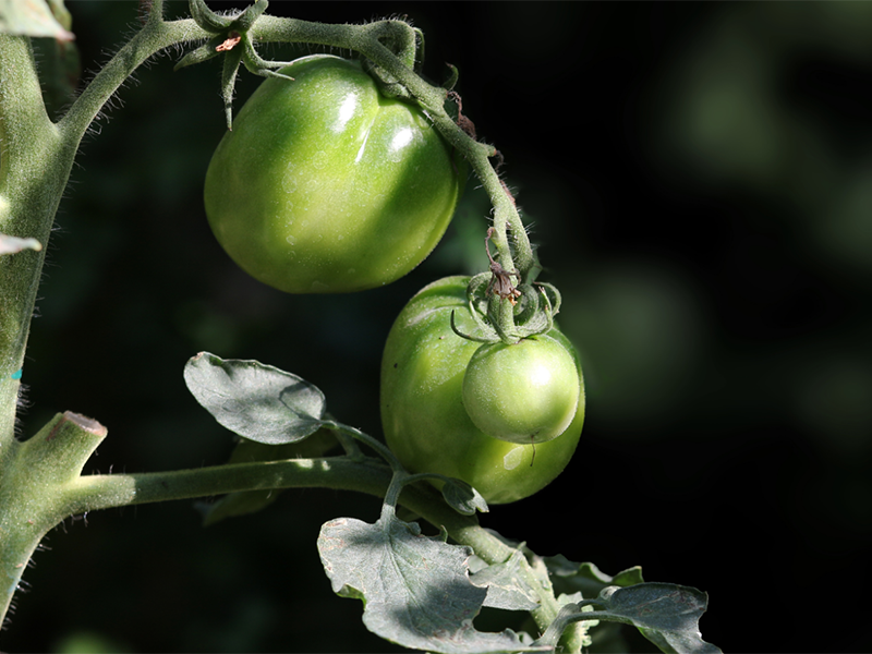 土壤養(yǎng)分檢測儀靠譜嗎（土壤養(yǎng)分檢測儀特點）