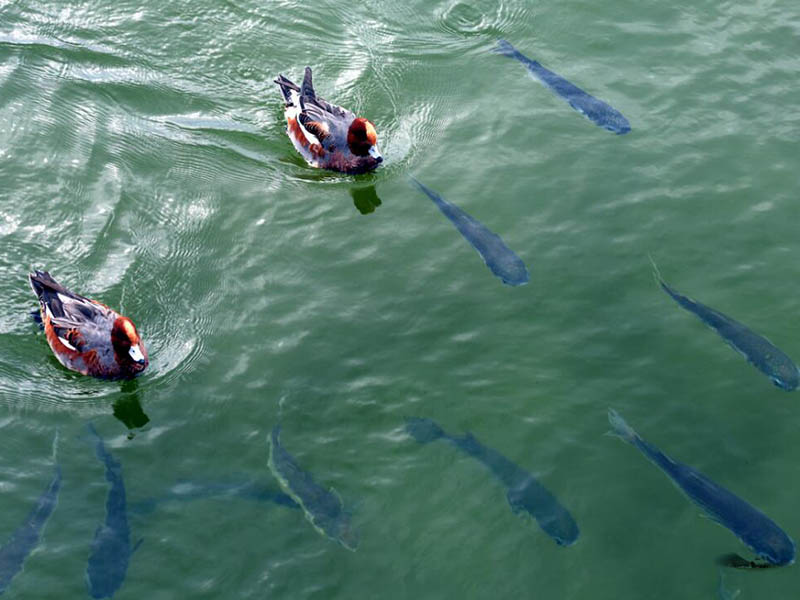 水產養(yǎng)殖水質檢測限值（水產養(yǎng)殖水質檢測常用指標）