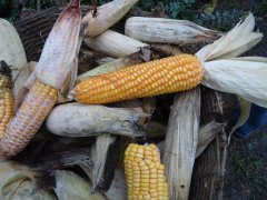 真菌毒素快速檢測儀快速、準(zhǔn)確定量檢測